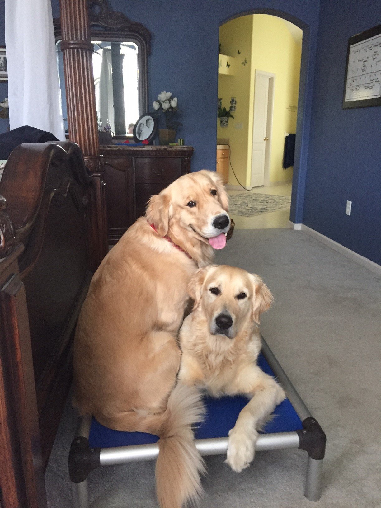 Golden Retriever Dog Beds