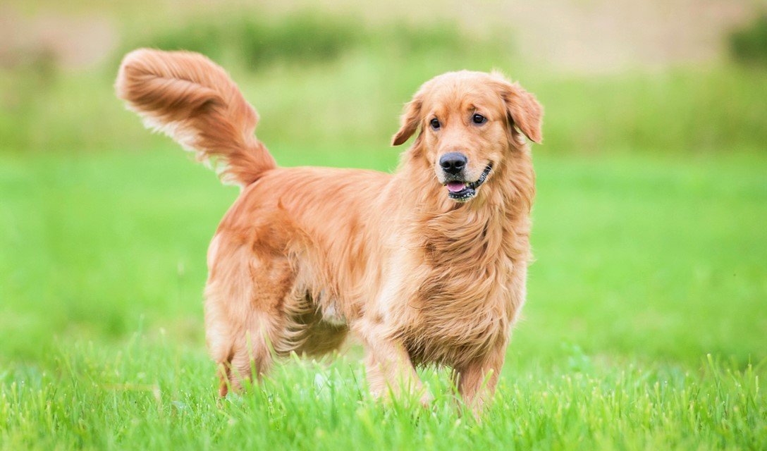 Golden Retriever Dog Breed Information, Characteristics ...
