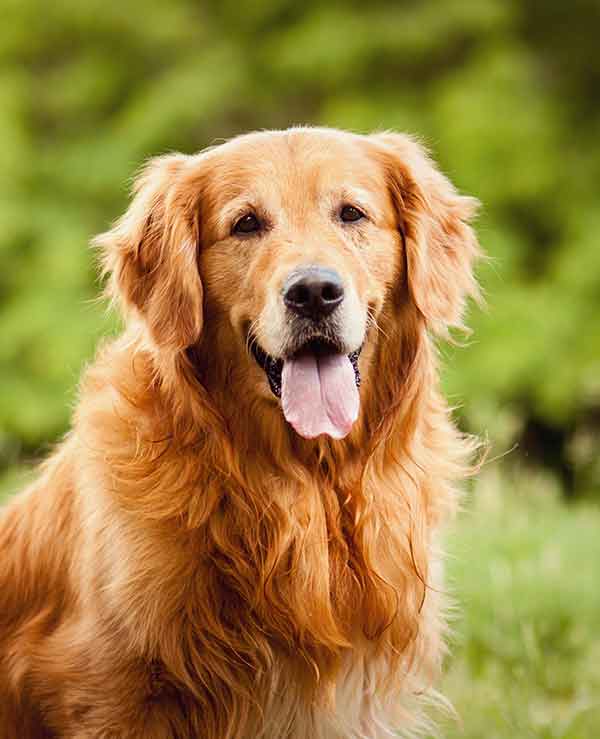 Golden Retriever: Dog Breed Information