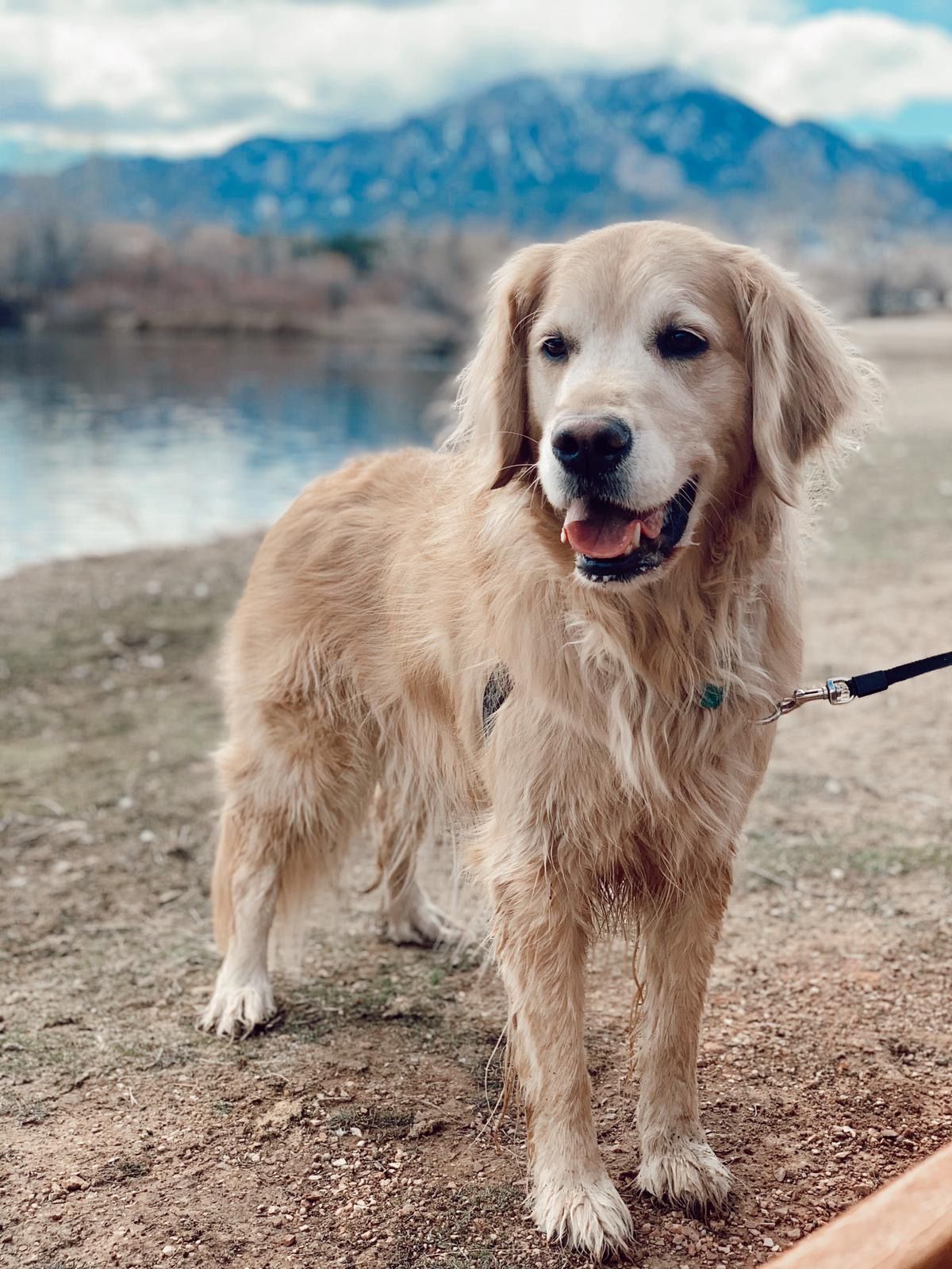 Golden Retriever Dog Colorado Hiking