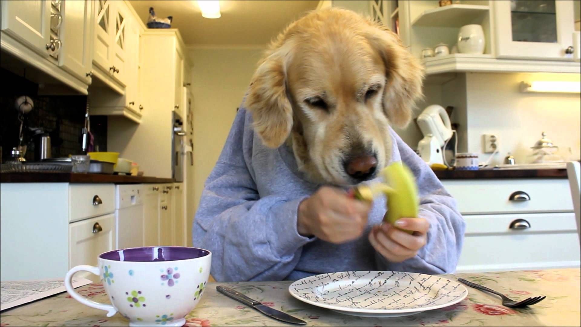 Golden retriever dog eating and reading with hands, funny ...