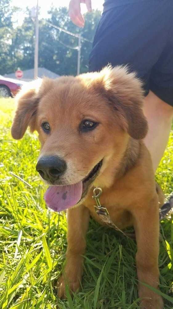 Golden Retriever dog for Adoption in Conway, AR. ADN ...