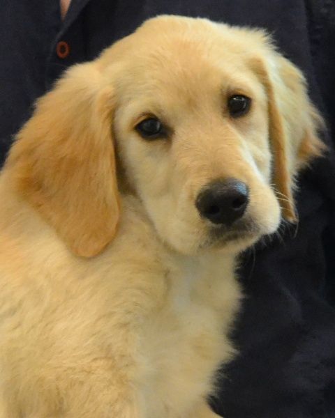 Golden Retriever dog for Adoption in Enfield, CT. ADN