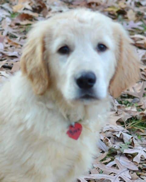 Golden Retriever dog for Adoption in Enfield, CT. ADN