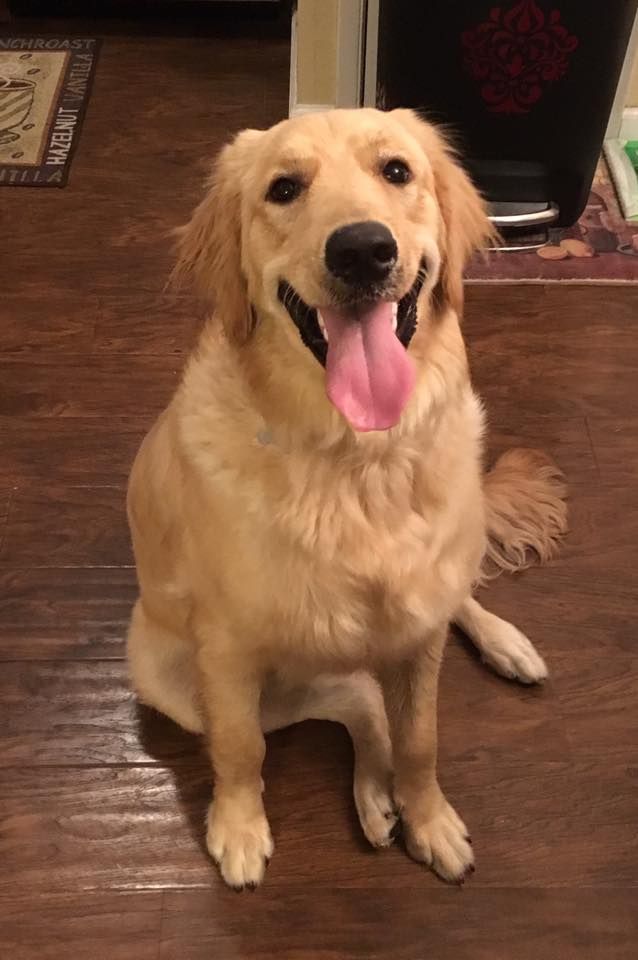 Golden Retriever dog for Adoption in FORT WORTH, TX. ADN ...