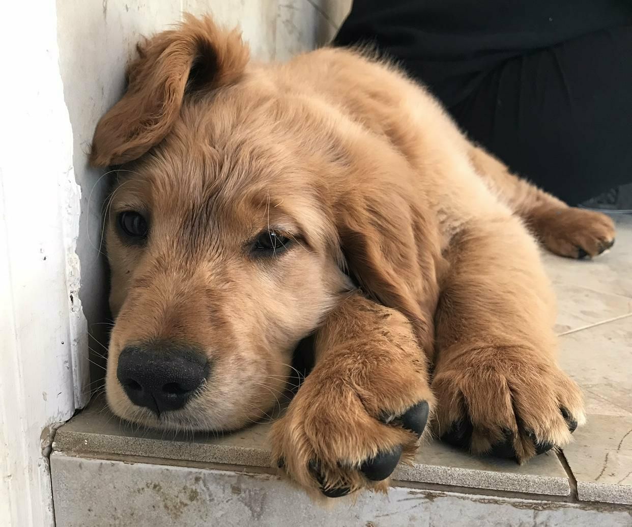 Golden Retriever dog for Adoption in Matawan, NJ. ADN