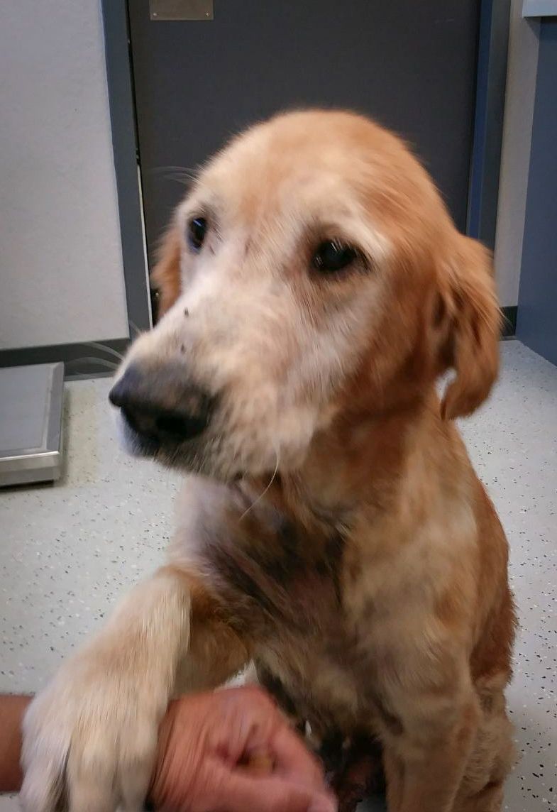 Golden Retriever dog for Adoption in Naples, FL. ADN ...