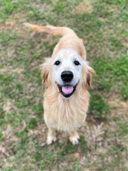 Golden Retriever Dog for Adoption in New Canaan ...