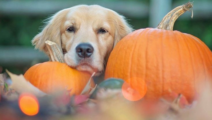 Golden retriever dog lying amongst pumpkins and autumn ...
