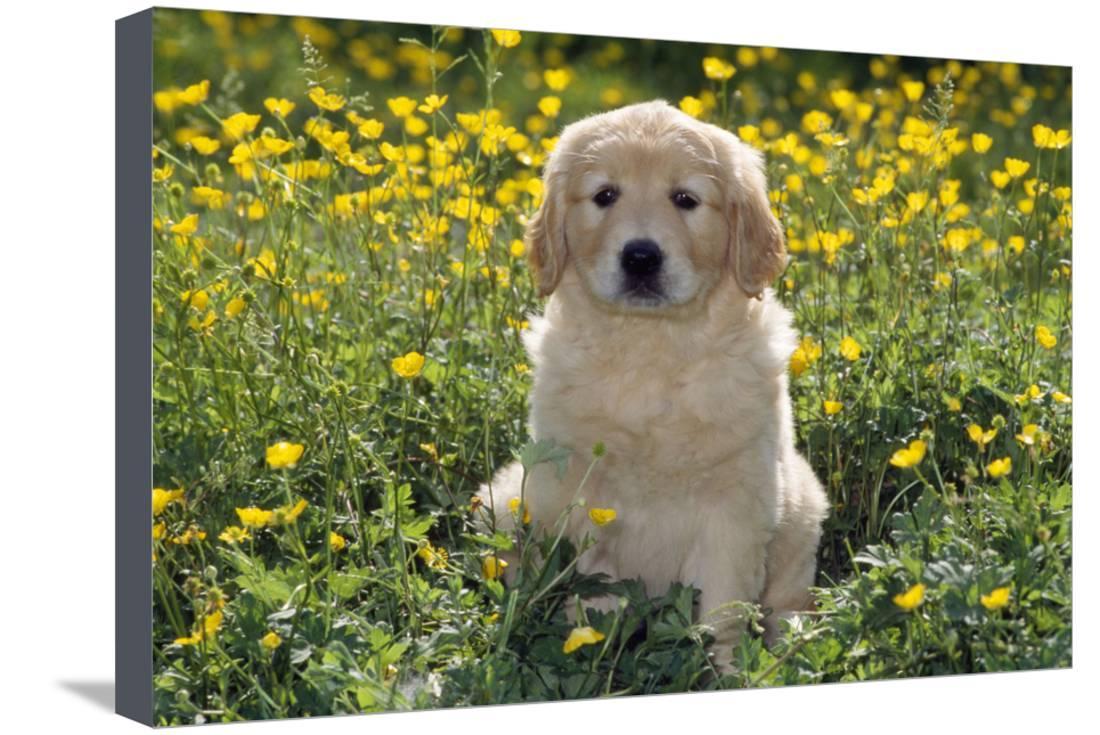 Golden Retriever Dog Puppy in Buttercups Stretched Canvas ...