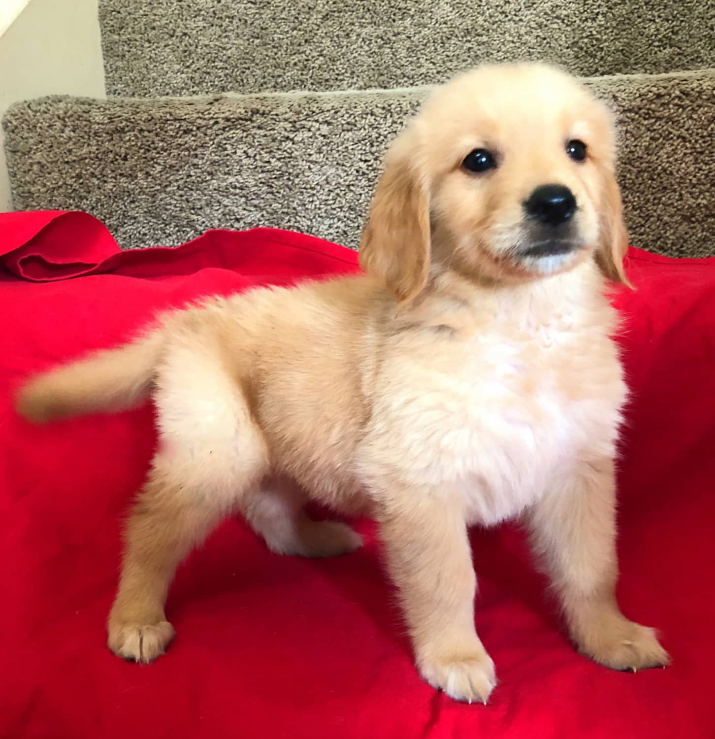 Golden Retriever Dogs For Sale In Texas : Golden Retriever puppy dog ...