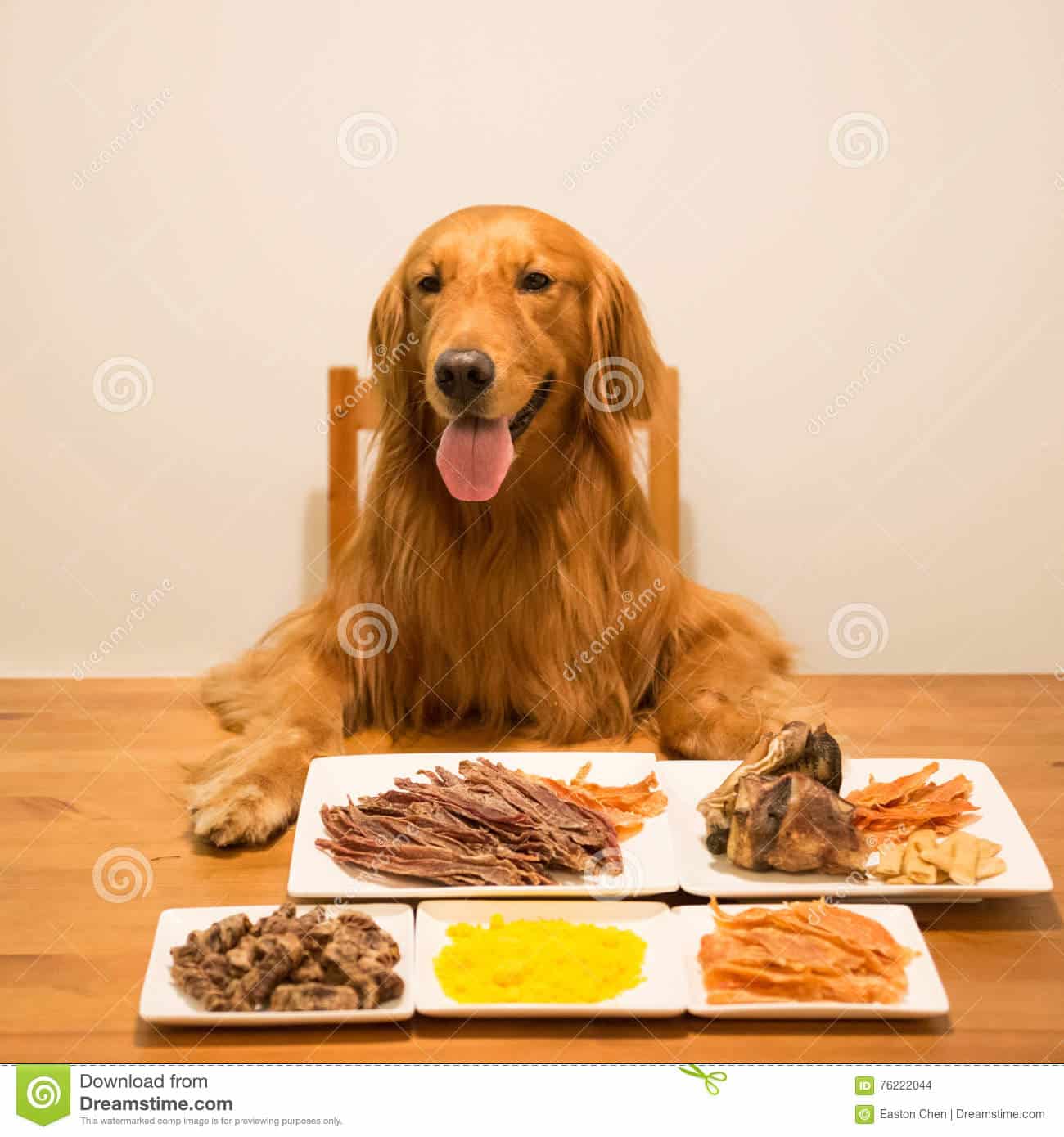 Golden Retriever Eating at the Table Stock Photo
