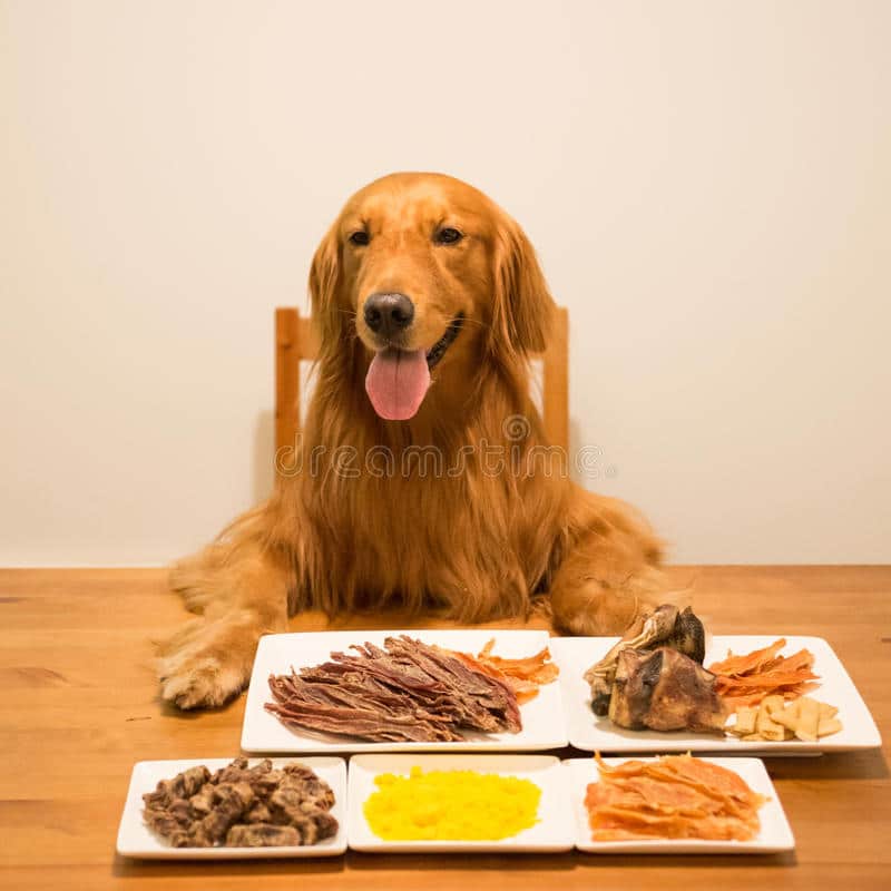 Golden Retriever Eating At The Table Stock Photo