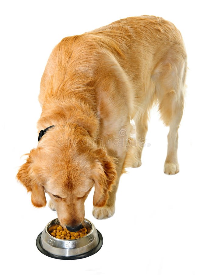 Golden Retriever Eating Dog Food Stock Image