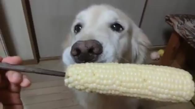Golden Retriever Eats Corn Like Humans, Aspires to Make ...