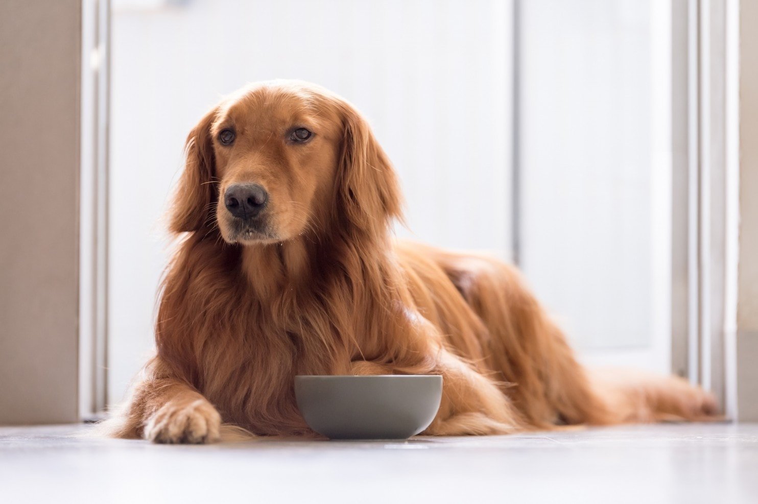 Golden retriever eats twice a day but remains thin