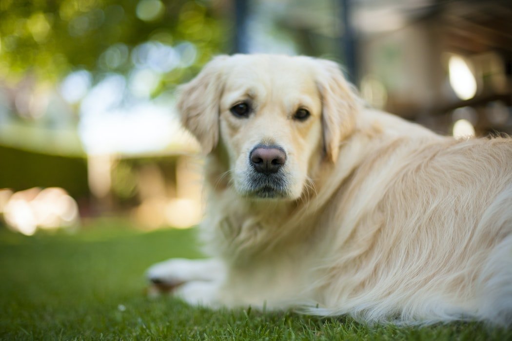 Golden Retriever: Everything You Need To Know!
