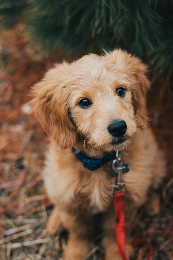 Golden Retriever Feeding Tips to Stay Healthy in 2020 ...