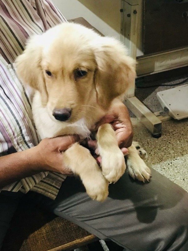 Golden retriever female puppy available, Bangalore ...