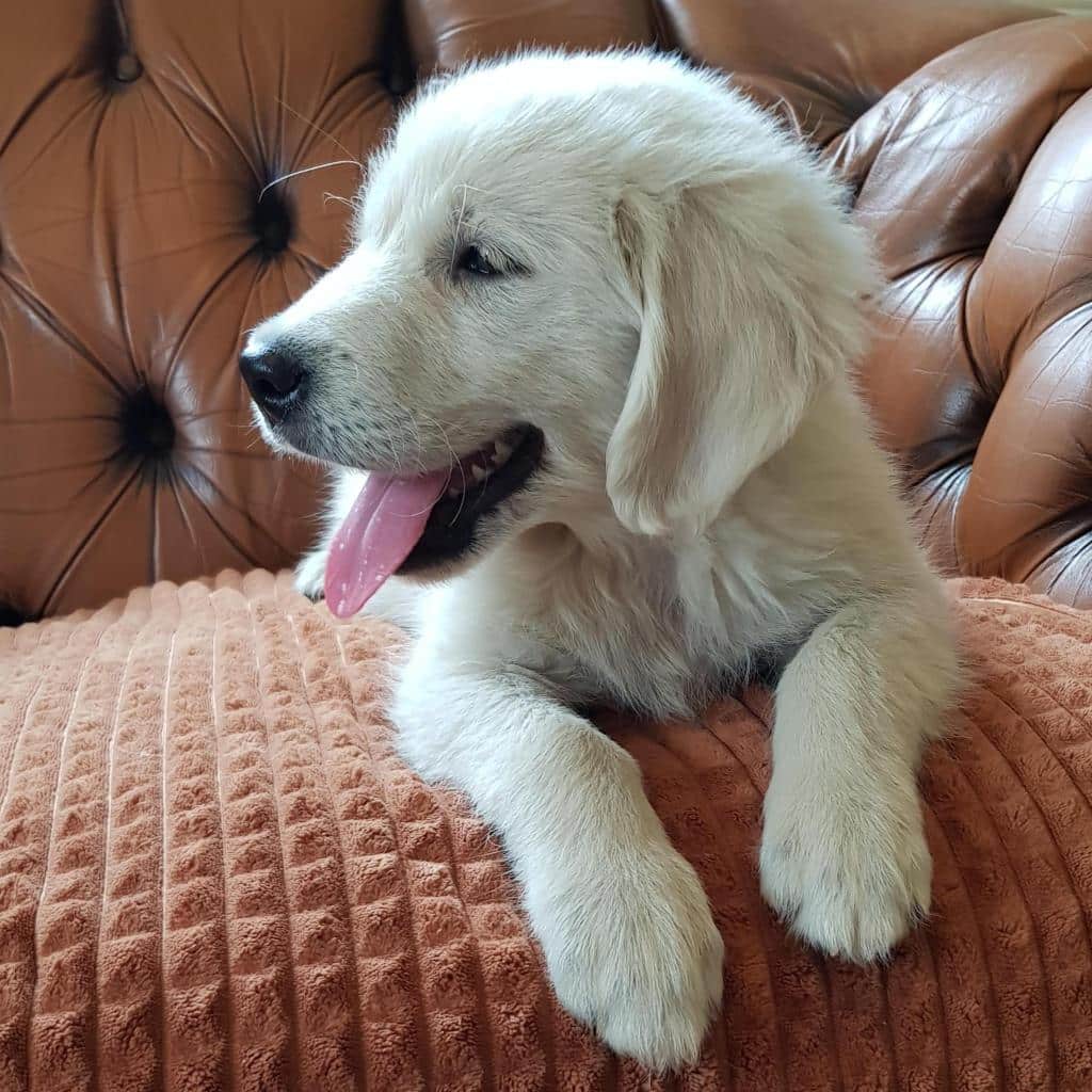 Golden Retriever for sale in Limerick : 750 dogs.ie
