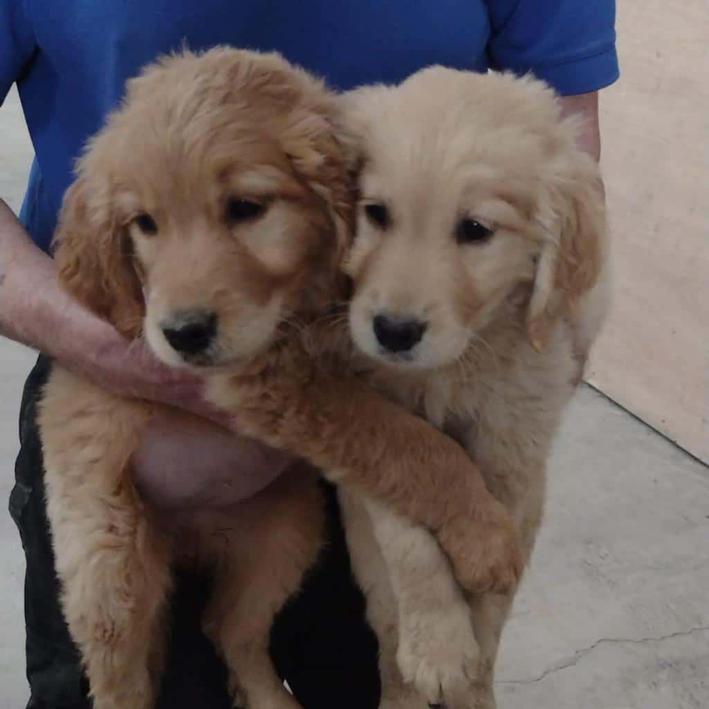 Golden Retriever for sale in Louth : 1100 dogs.ie