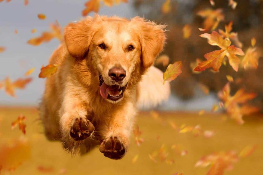Golden retriever: Friendly, smart dog makes ideal pet for ...