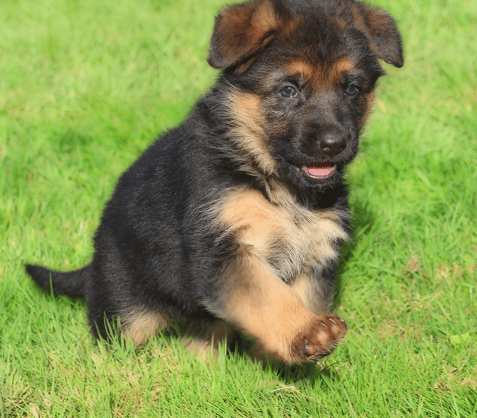 Golden Retriever German Shepherd Mix Puppies For Sale Oregon