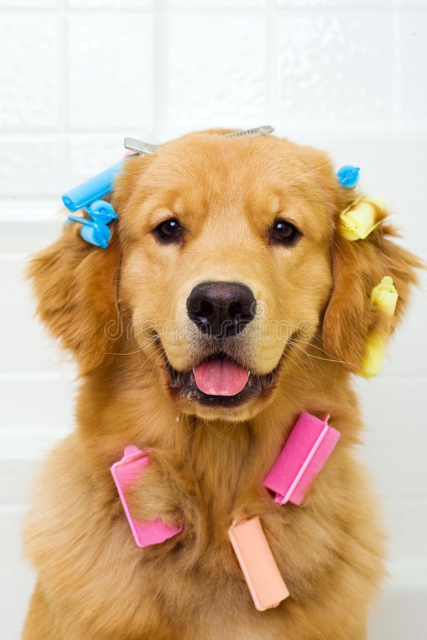 Golden Retriever Getting His Hair Done Stock Image