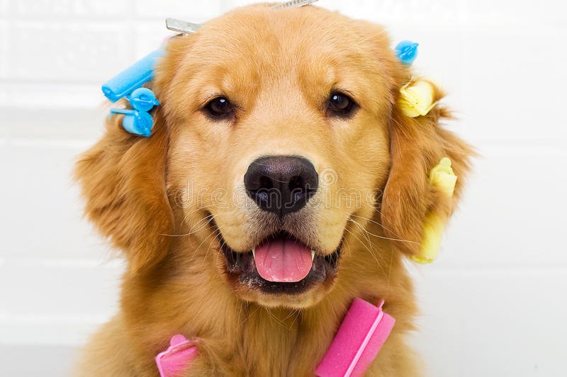 Golden Retriever Getting His Hair Done Stock Photo