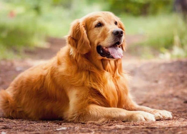 Golden Retriever: Go Fetch Yourself A Great Time and a ...