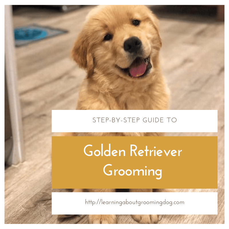 Golden Retriever Grooming Guide