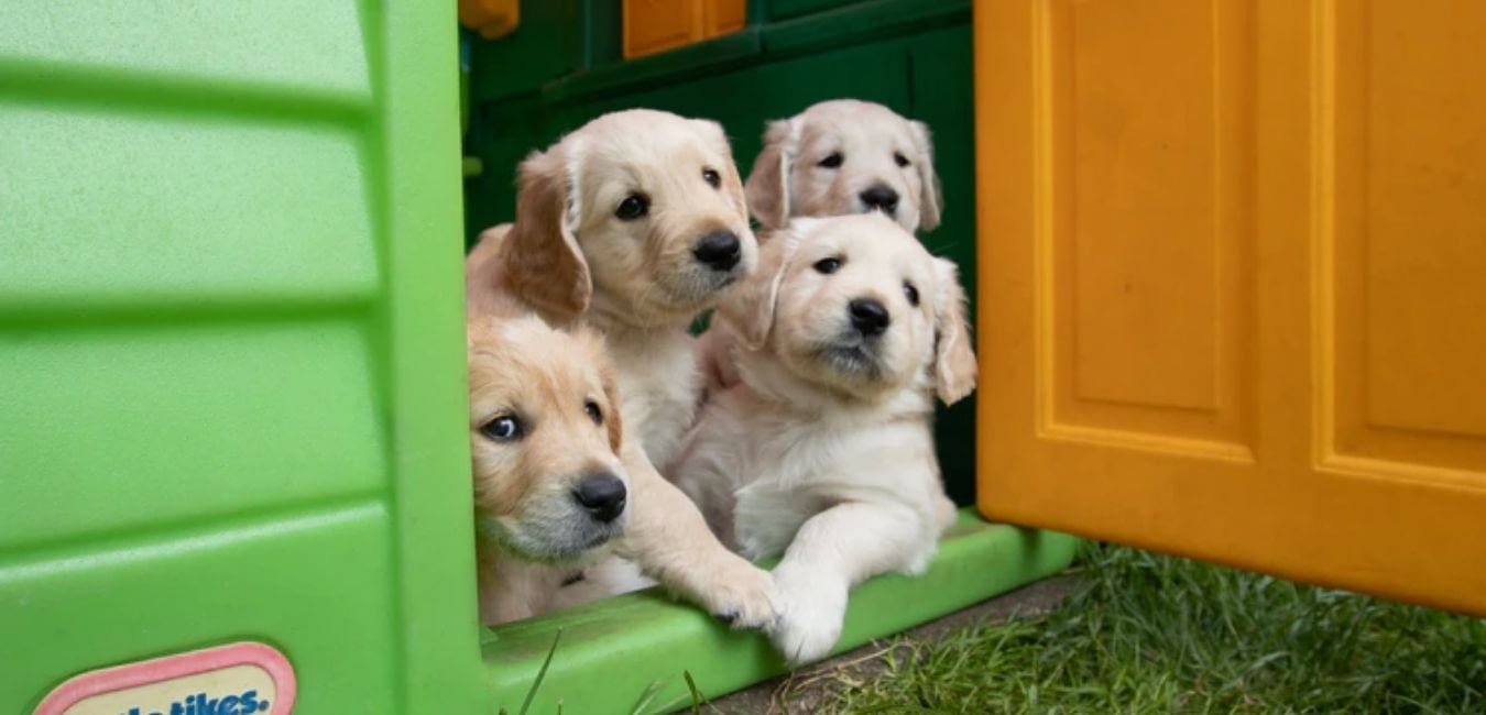 Golden Retriever Harness Guide: Puppy, Adults (+ Good Tips)