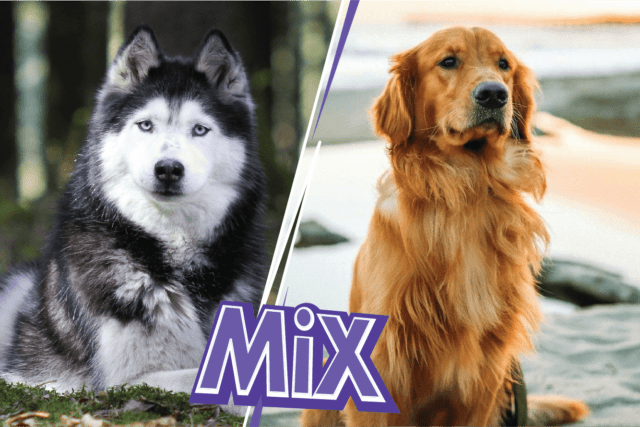 Golden Retriever Husky Mix: Goberian breed information and ...