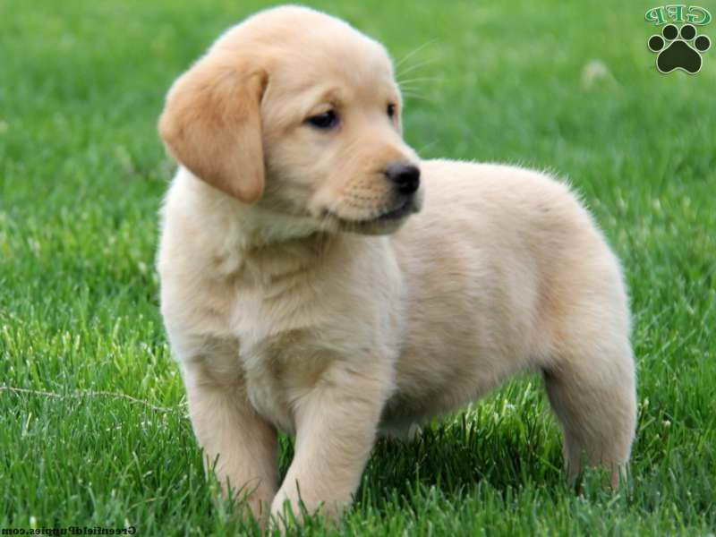 Golden Retriever Lab Mix Puppies For Adoption
