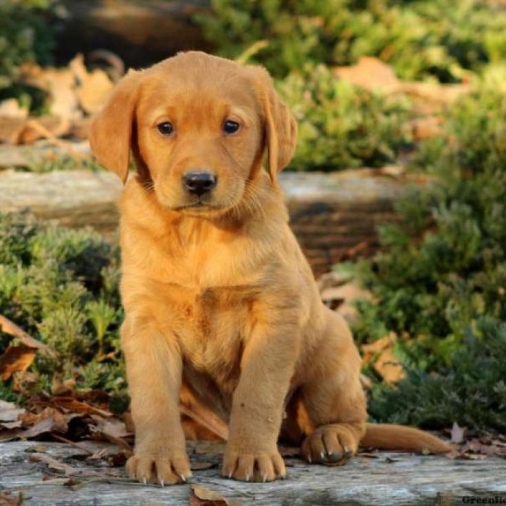 Golden Retriever Lab Mix Puppies For Sale In Ct