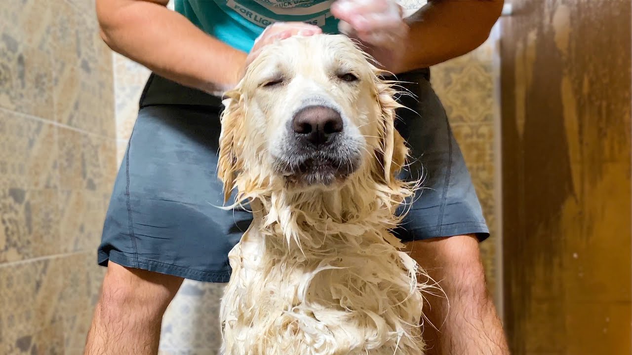 Golden Retriever Loves Bath Time!