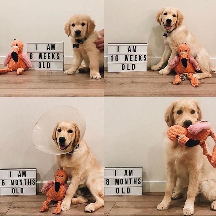 Golden Retriever Owners Documented The Growth Of Their ...