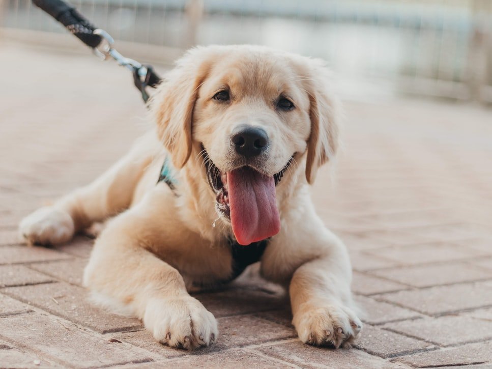 Golden Retriever Personality Type: Things To Know!