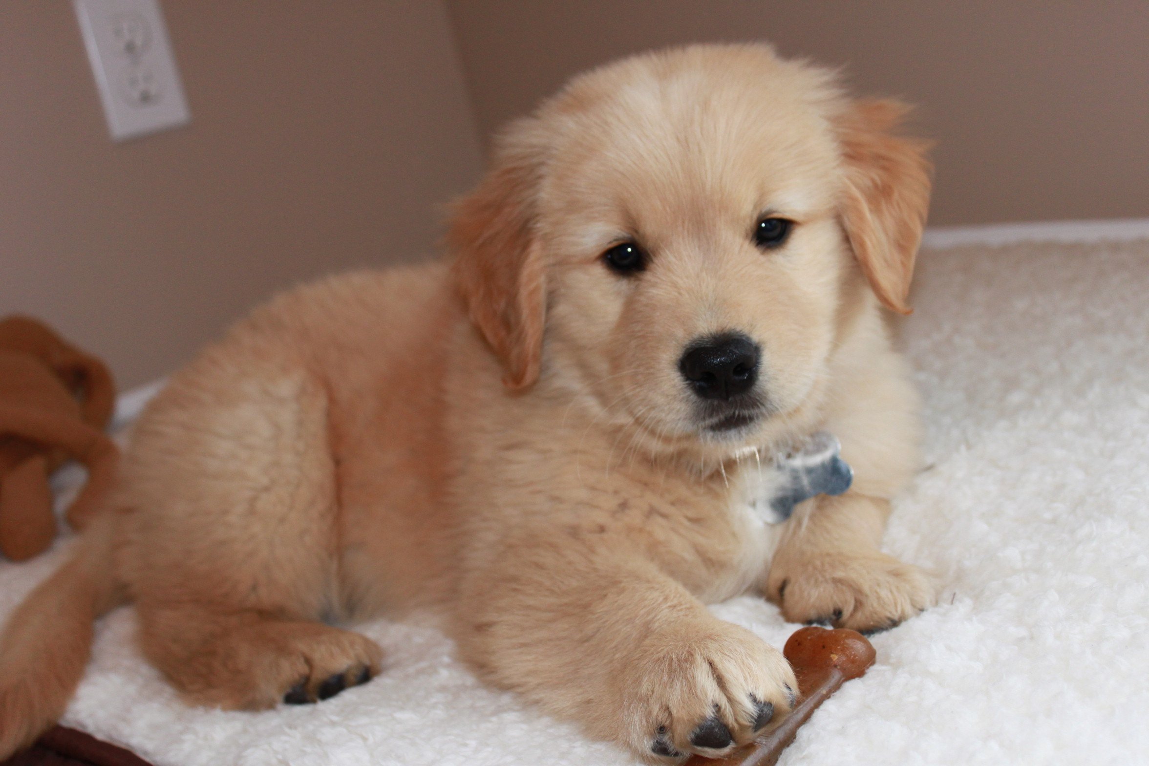 Golden Retriever Photos: Our Goldens » Puppies from Past ...