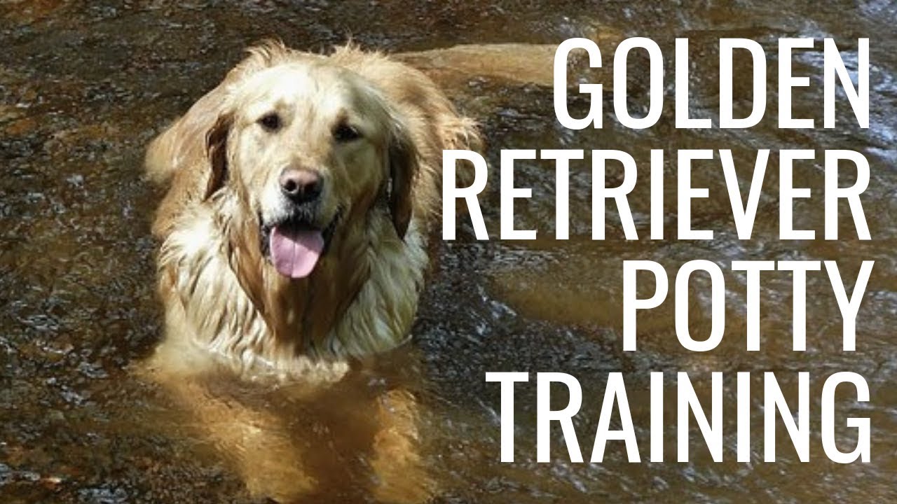 Golden Retriever Potty Training