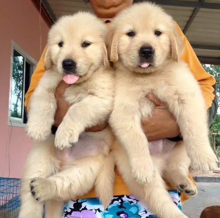 golden retriever puppies available Central and Western ...