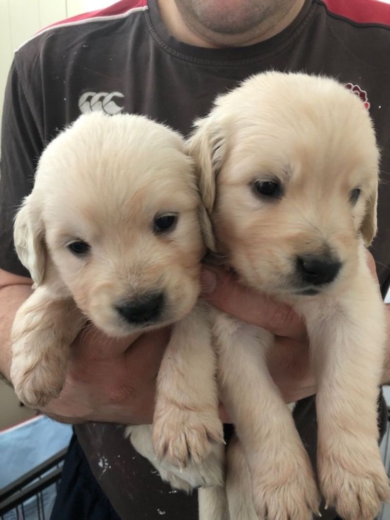 Golden Retriever Puppies available FOR SALE ADOPTION in ...