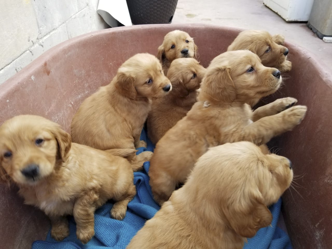 Golden Retriever Puppies Ct Cheap : Golden Retriever puppy ...