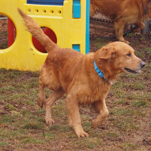 Golden Retriever Puppies Delaware : Delaware Valley Golden Ret. Rescue ...