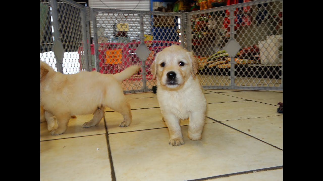 Golden Retriever, Puppies, Dogs, For Sale, In Columbia ...