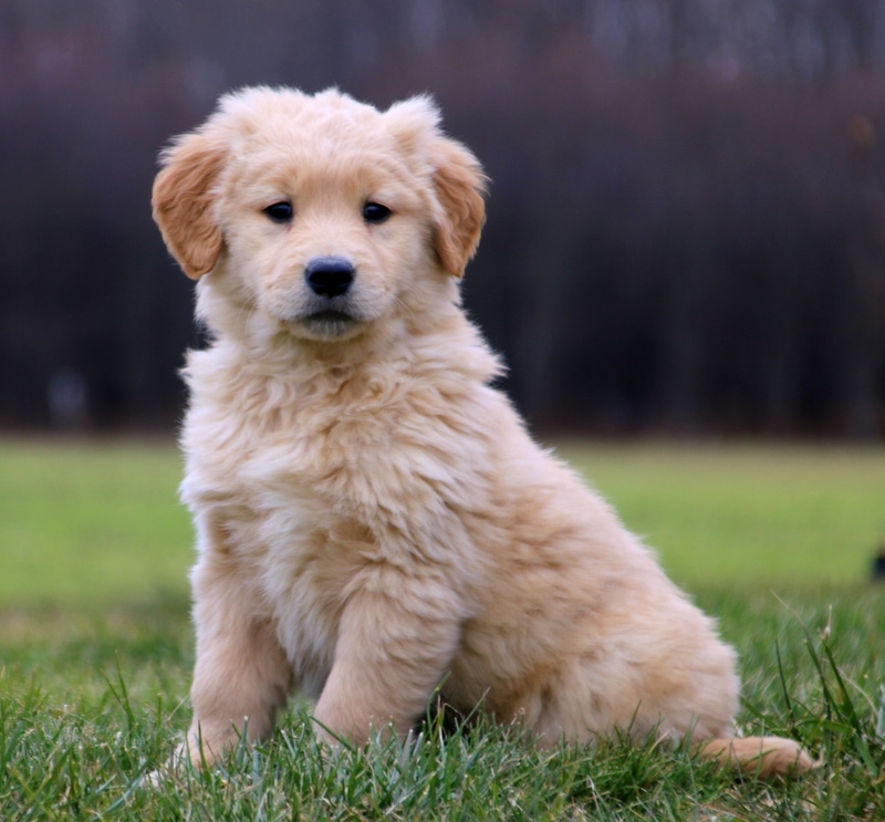 Golden Retriever Puppies Fluffy Discount Online, Save 62%