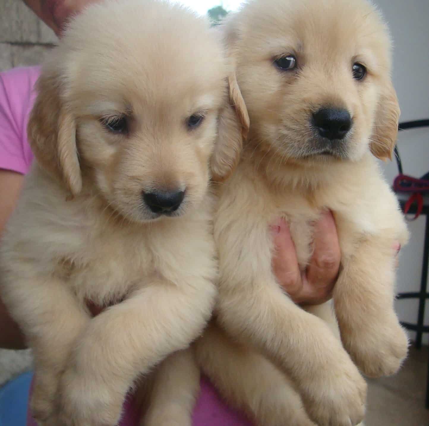 Golden Retriever Puppies For Adoption In Kansas City / Kansas City Star ...
