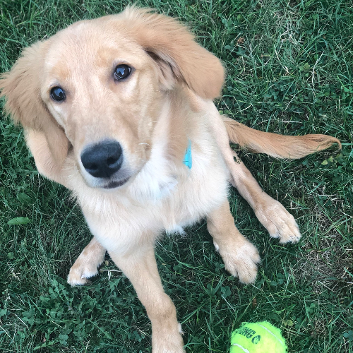 Golden Retriever Puppies For Adoption In Ny : English ...