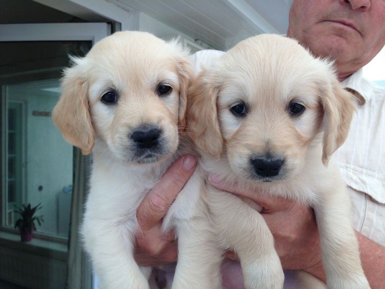 Golden Retriever Puppies For Adoption In San Diego