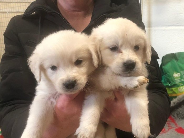 Golden Retriever Puppies For Adoption In Texas / Golden ...
